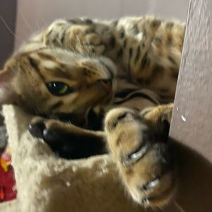 Meet your Posher, Iman